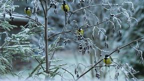 Viimeisin kuukausiennuste: Kylmää ilmaa leviää Välimerelle asti – Suomessa pakkanen yleistyy Viimeisin kuukausiennuste: Kylmää ilmaa leviää Välimerelle asti – Suomessa pakkanen yleistyy