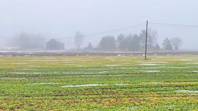 Siitepölykausi käynnistymässä: Kaukokulkeumia saapunut jo Suomeen – lepän ja pähkinäpensaan kukinta alkamassa parin viikon sisällä Siitepölykausi käynnistymässä: Kaukokulkeumia saapunut jo Suomeen – lepän ja pähkinäpensaan kukinta alkamassa parin viikon sisällä