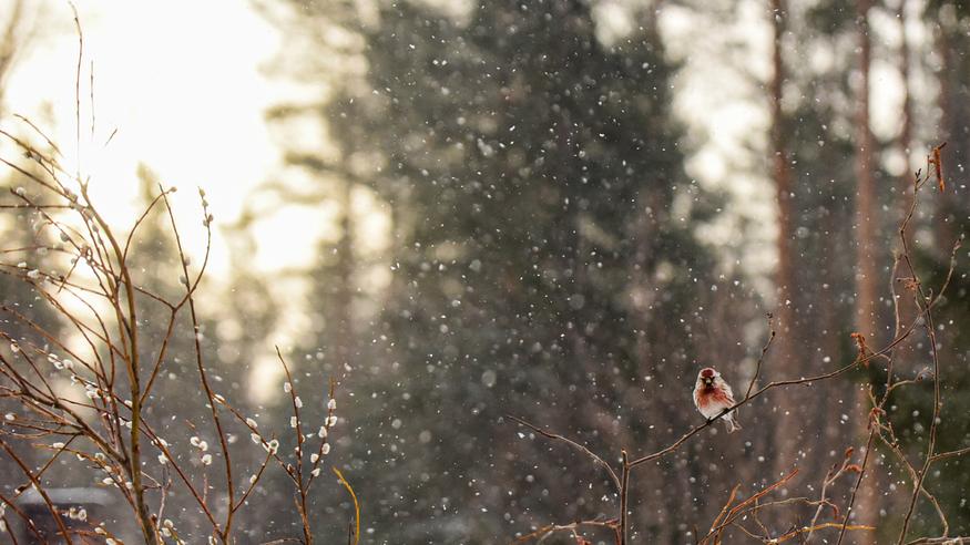 Pohjoisesta valuu kylmää ilmaa Suomeen – kevään etenemiselle takapakkia