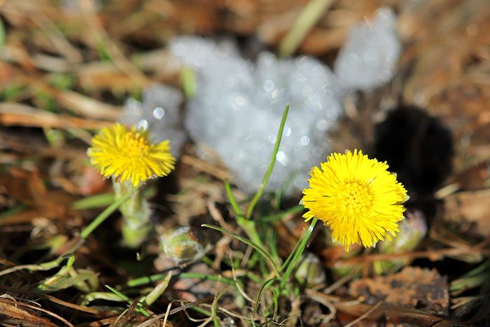 Leskenlehti Leskenlehtiä Virroilla maaliskuussa 2022.