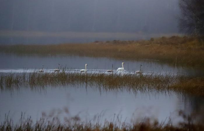 Harmaata säätä Sumuista ja harmaata säätä Virroilla.