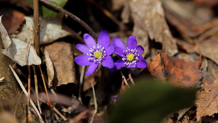 Sinivuokkoja Huhtikuun sinivuokkoja Virroilla.