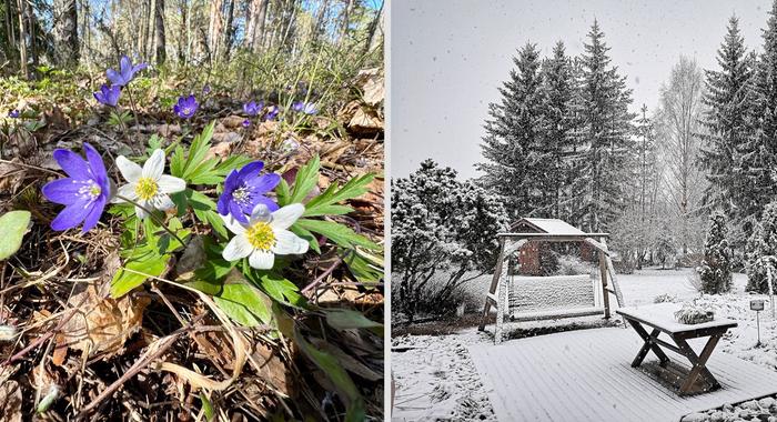 Kevättä ja lumisateita Kevättä ja lumisateita.