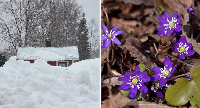 Lunta ja sinivuokkoja Huhtikuisia lumikinoksia ja sinivuokkoja.