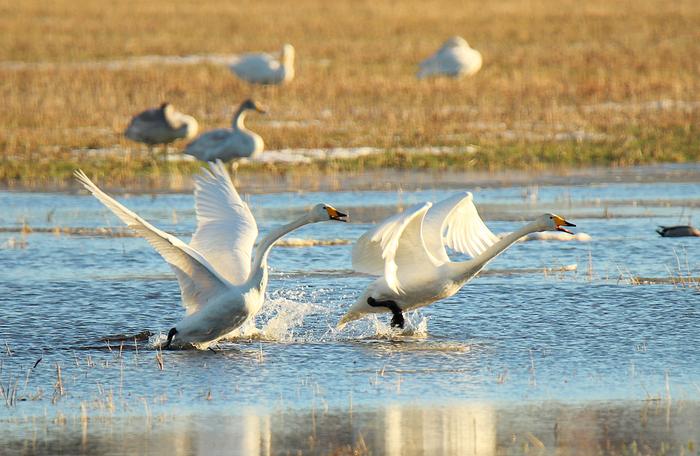Joutsenia tulvivalla pellolla.
