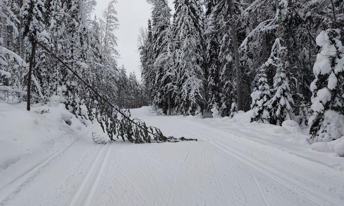 Tykkylumi ja lauhtuminen kasvattivat puiden lumikuormaa.