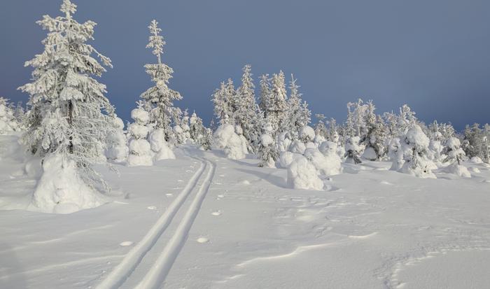 Latu kuusien keskellä Raappananmäellä latu käy kuusien lomassa.