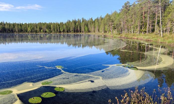 Siitepölyä ajelehtii vedenpinnalla.
