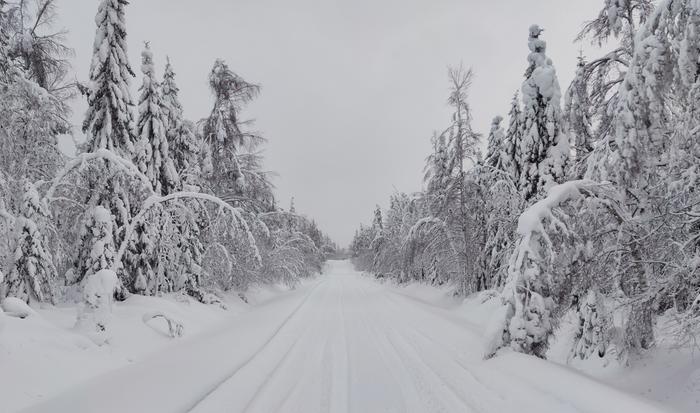 Puut taipuivat lumesta Paltamossa tammikuussa 2023.