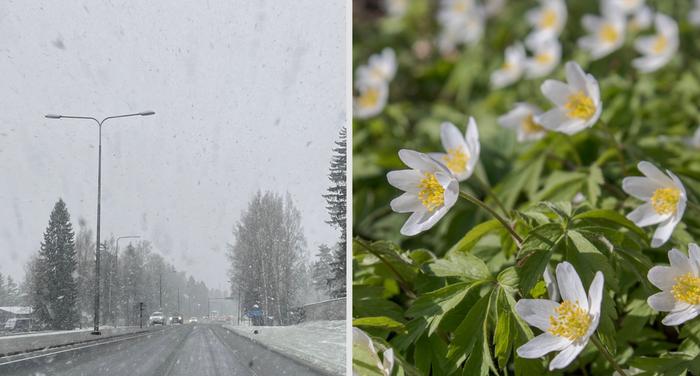 Lunta ja keväistä Keväisin koetaan usein niin kylmiä kuin lämpimämpiäkin jaksoja.