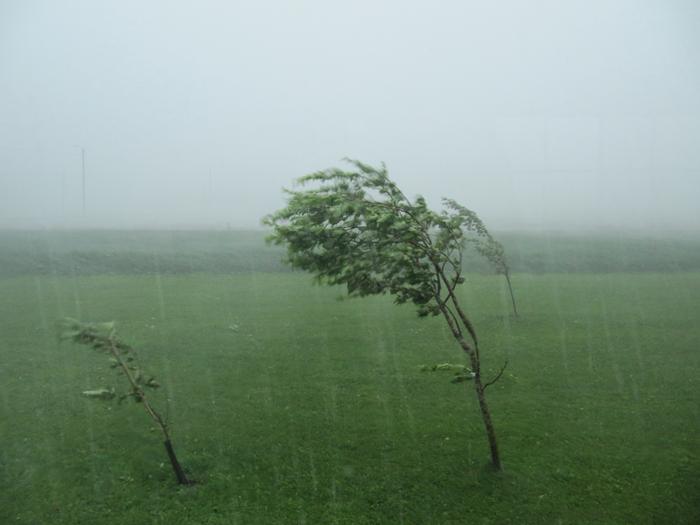 Rajuilma riepotteli omenapuita Etelä-Pohjanmaalla heinäkuussa 2011.