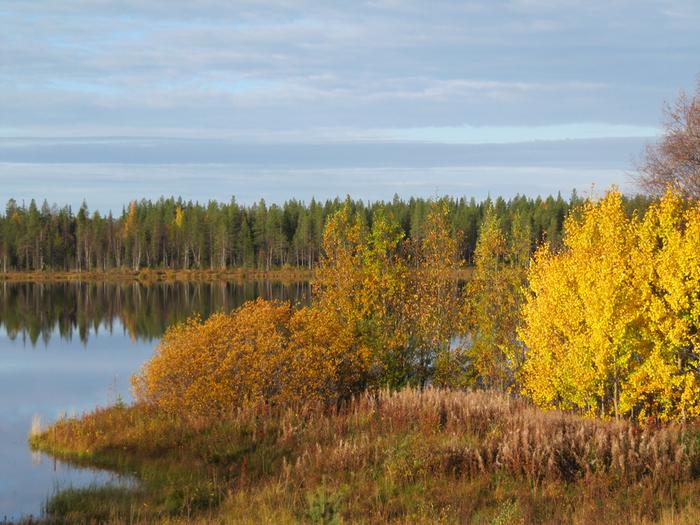 Lapin ruskaa Kun yöt kylmenevät syyskuussa, Lapissa alkaa vähitellen ruska-aika.