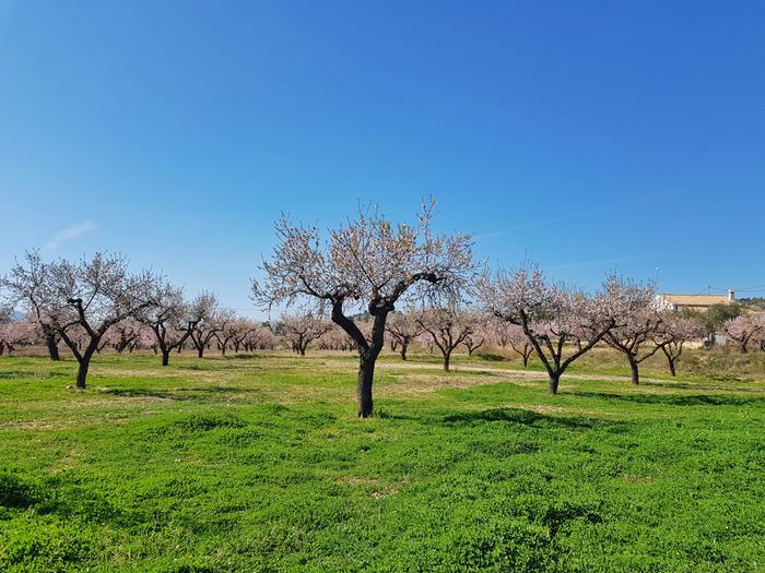 Mantelipuut kukkivat Espanjassa alkukeväällä 2020. Muutkin kukinnat voivat alkaa lämpöaallon myötä Keski-Euroopassa lähipäivinä.