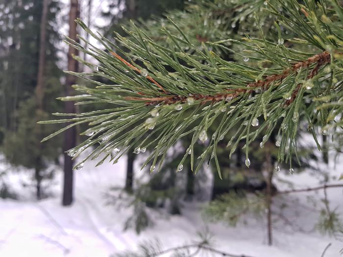 Jäätävä sade tarttui heti kiinni oksiin ja kuusen neuloihin.