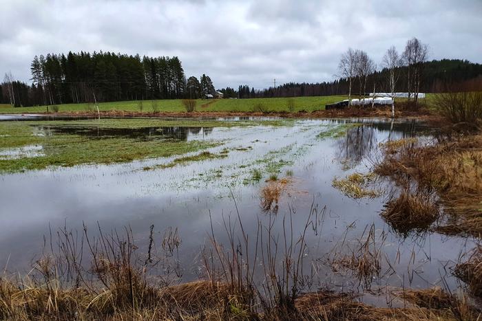 Tulvavesiä Syystulva Saramojoella lokakuussa 2021.
