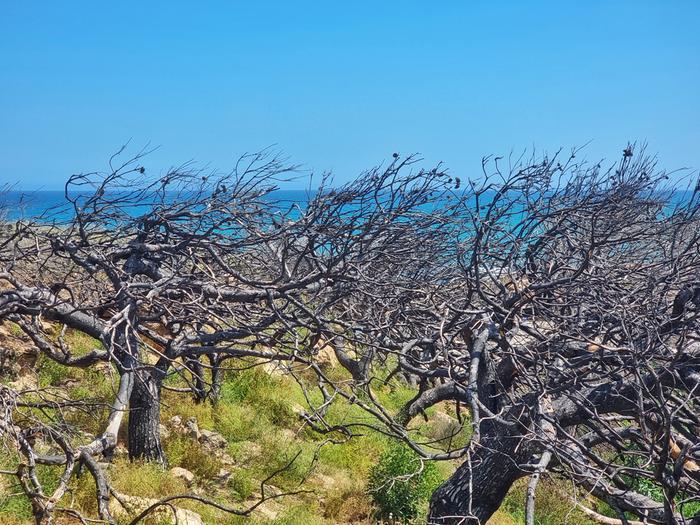 Kärähtäneitä puita Maastopalojen seurauksena kärähtäneitä puita.