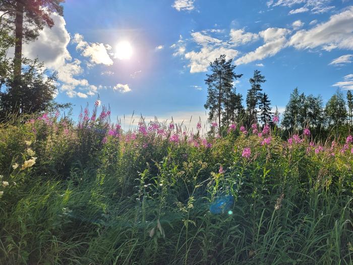 Horsmat kukkivat kesäauringossa.