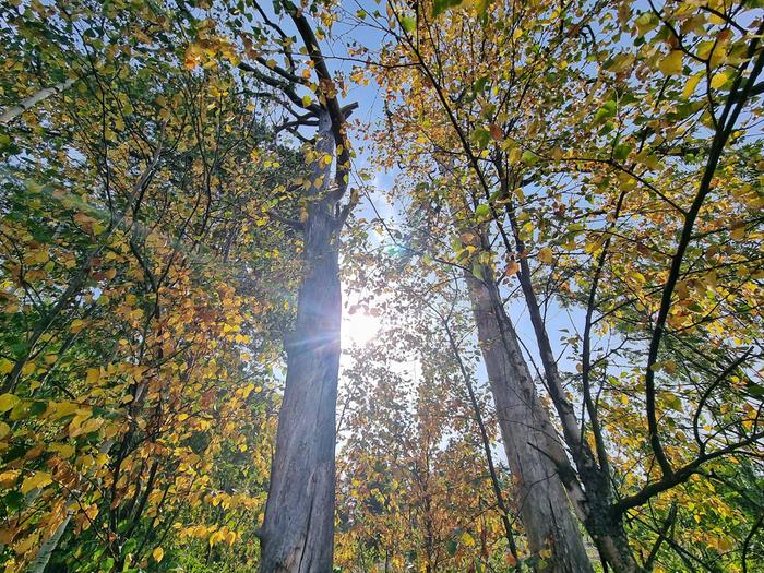 Rutikuiva elokuu Kuivaa