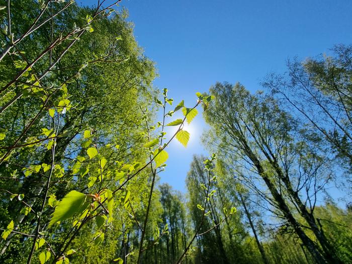 Lehdet puskevät lämpimässä ja aurinkoisessa säässä nopeasti koivuihin.