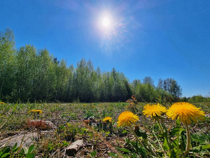 Kevätaurinko Lämpötila on kohonnut monin paikoin kesäisiin lukemiin lauantaina. Sunnuntaina ylimmät lukemat voivat rikkoa jopa 24 asteen rajan.