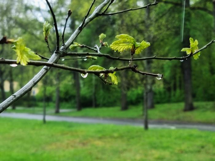 Toukokuun sade Sadetta ja kevään vihreyttä Vantaalla toukokuussa 2023.