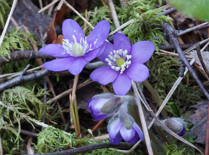 Sinivuokot kukkivat maaliskuussa 2026 Savitaipaleella.