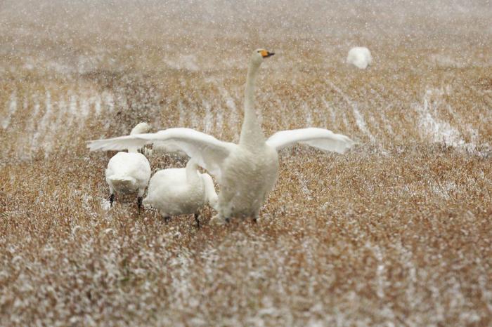 Joutsenia lumisateessa syyskuussa 2021.