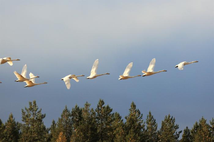 Laulujoutsenia syystaivaalla.