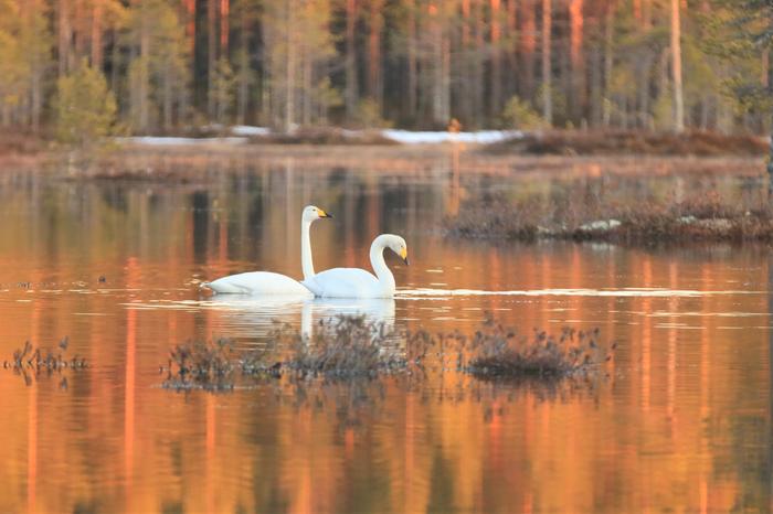 Joutsenia tulvivalla suolla Vaalassa.