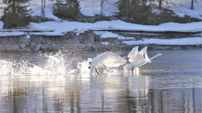 Valon määrän kasvu saa muuttolinnut suuntaamaan keväisin kohti pohjoista, mutta myös lämpimällä säällä on omat paluumuuttoa edesauttavat vaikutuksensa.