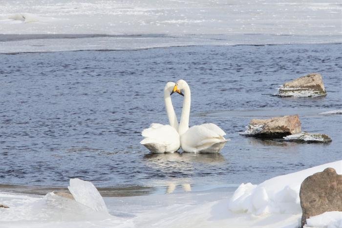 Joutsenia maaliskuussa 2022 Vaalassa.