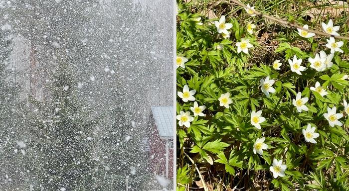 Lunta ja keväisempää Toukokuun sää voi olla Suomessa ajoittain takatalvista, ajoittain jo lämmintä.