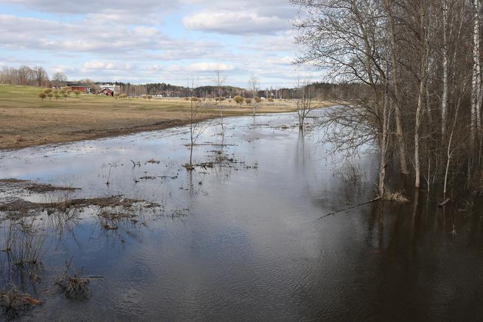 Tulviva Espoonjoki Sulamisvedet tulvivat yli äyräiden.