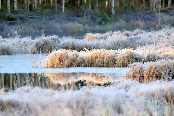 Aamupakkanen ja kuuraa järven rannalla