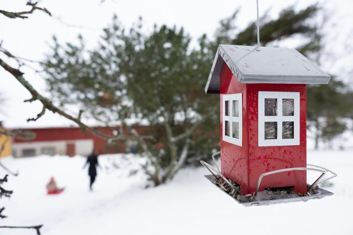 Suojasää sulatti lumet lintujen ruokailupaikan päältä joulupäivänä.