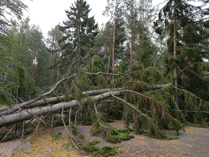 Aila-myrsky kaatoi puita Eurajoella.