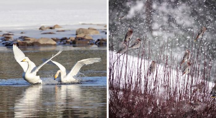 Joutsenia maaliskuisessa auringossa ja tilhiä helmikuisessa lumisateessa.