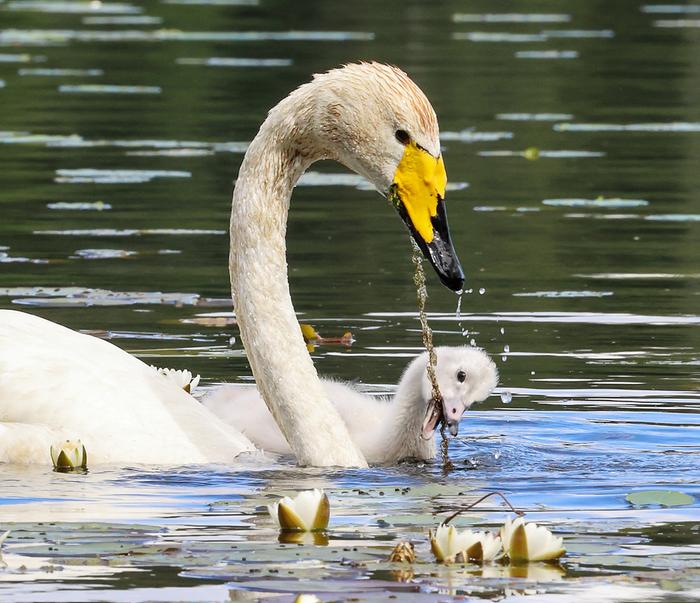 Joutsenemo ja poikanen Ylöjärven Veittijärvellä.
