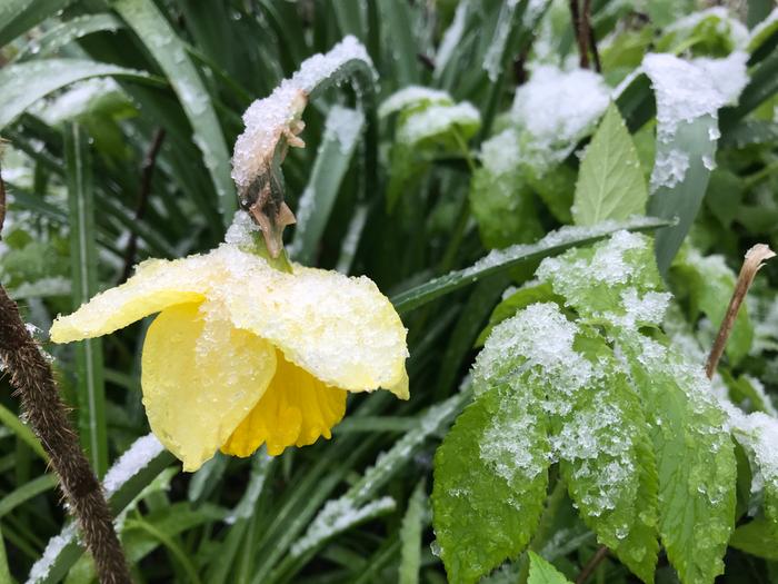 Takatalvi yllätti Espoossa toukokuussa 2020.