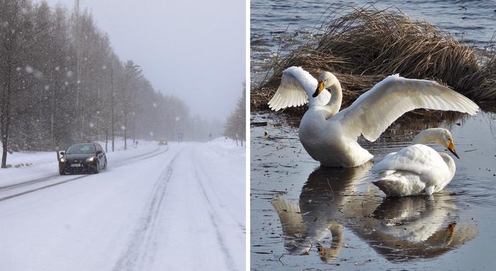 Pyryä ja lauhtuvaa Lumipyryä ja kevään tuntua.