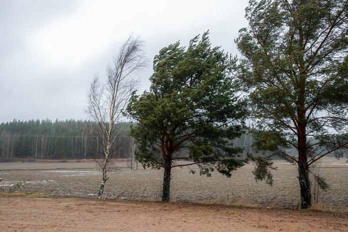 Winds make trees bend. Wind speeds are measured using different units, like mph, km/h and m/s.