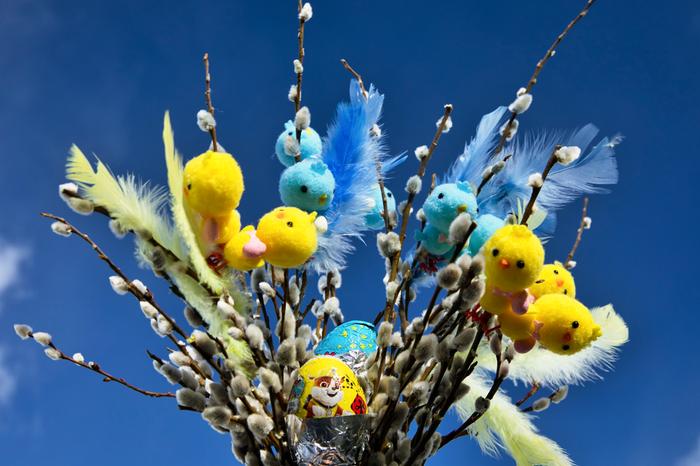 Pajunkissoja esiintyy jo monin paikoin pääsiäisen lähestyessä.