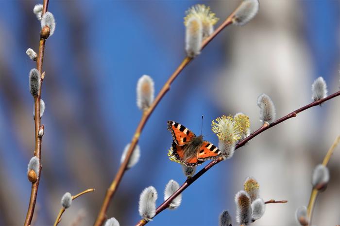 Auringon uv-säteilyltä suojautumisen tarve kasvaa kevään edetessä