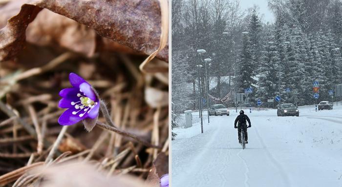 Keväistä vai lumisadetta?