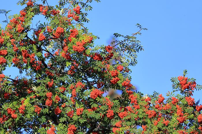Pihlajanmarjoja ja poutaa Ylöjärvellä.