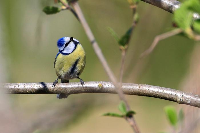 Sinitiainen tähystämässä säätä.