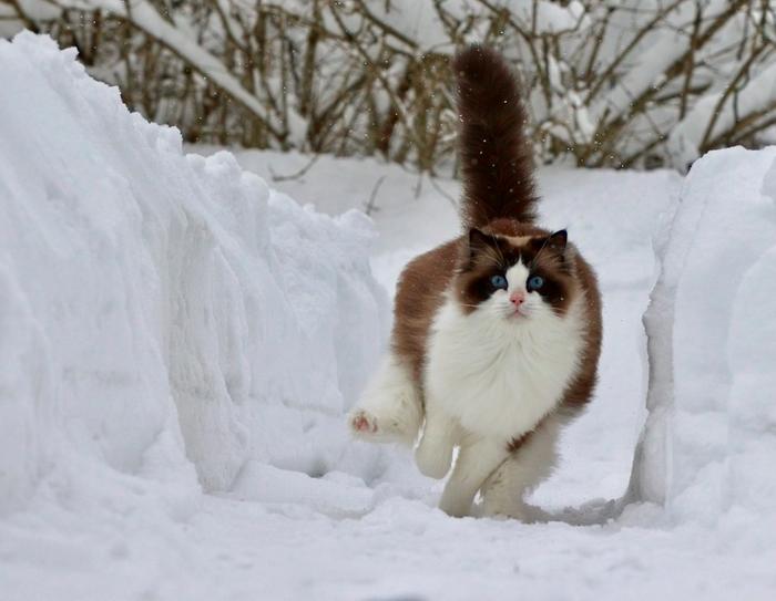 Kissa ja lumikinokset Ylöjärvellä.