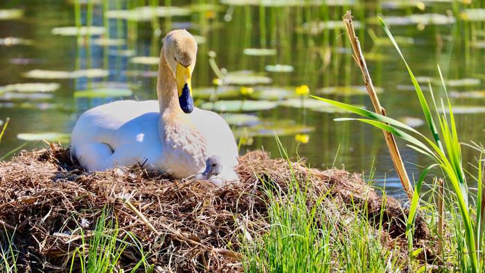 Laulujoutsen pesällään auringonpaisteessa.