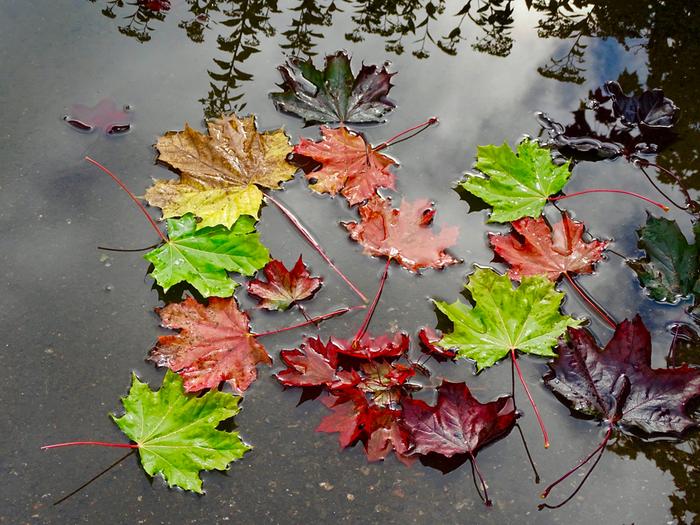 Syksyn lehtiä.