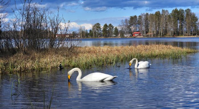 Joutsenia Tuomiojärvellä Jyväskylässä toukokuussa 2020.